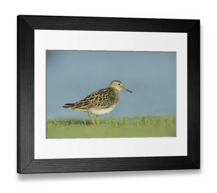 Framed Print : Pectoral Sandpiper, Calidris melanotos, adult, Welder Wildlife Refuge, Sinton, Texas Framed Print : Pectoral Sandpiper, Calidris melanotos, adult, Welder Wildlife Refuge, Sinton, Texas