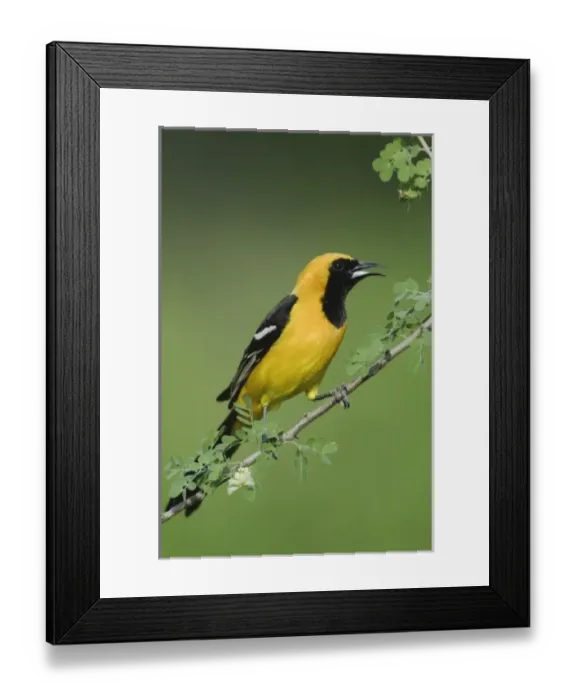 Framed Print : Hooded Oriole, Icterus cucullatus, male calling on Catclaw (Acacia greggii), Willacy County Framed Print : Hooded Oriole, Icterus cucullatus, male calling on Catclaw (Acacia greggii), Willacy County