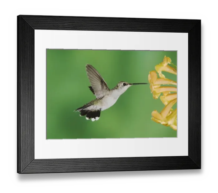Framed Print : Black-chinned Hummingbird, Archilochus alexandri, female feeding on Yellow Trumpet Flower