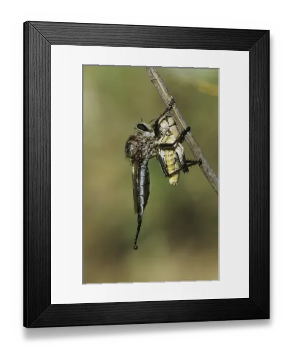 Framed Print : Nature, Fauna Framed Print : Nature, Fauna