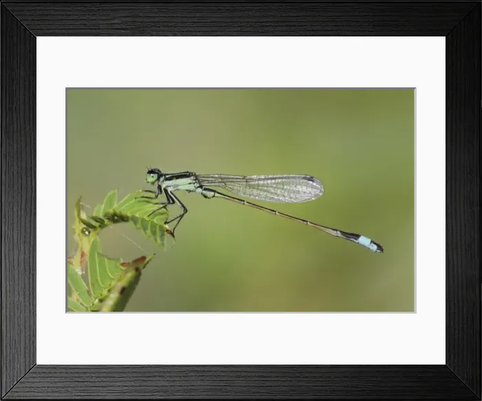 Framed Print : Nature, Fauna Framed Print : Nature, Fauna