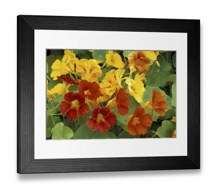 Framed Print : Nature, Flora Framed Print : Nature, Flora