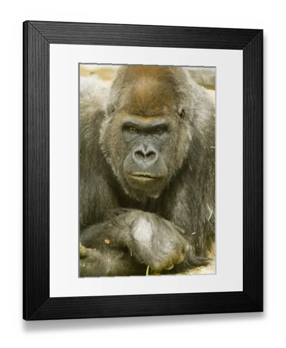 Framed Print : Nature, Fauna Framed Print : Nature, Fauna