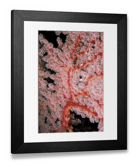 Framed Print : Soft coral