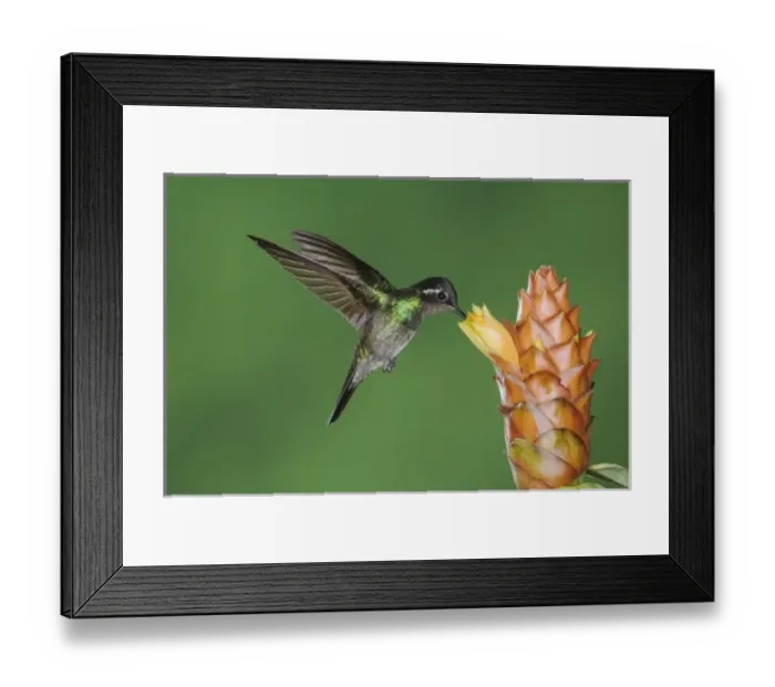 Framed Print : Lampornis calolaema, male in flight feeding on Spiral Ginger (Costus Pulverulentus) Framed Print : Lampornis calolaema, male in flight feeding on Spiral Ginger (Costus Pulverulentus)