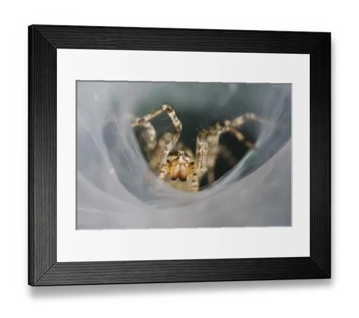 Framed Print : Nature, Fauna Framed Print : Nature, Fauna