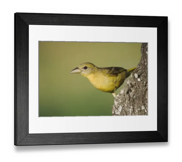 Framed Print : Nature, Fauna Framed Print : Nature, Fauna