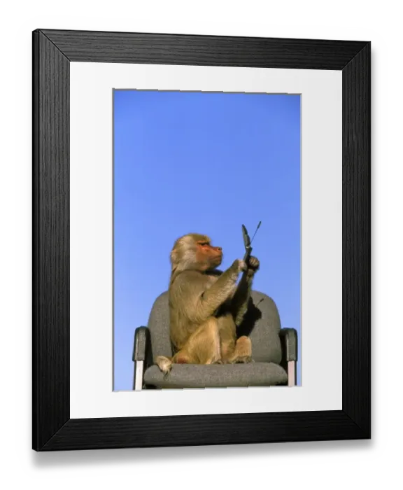 Framed Print : West Africa. Captive hamadryas baboon, or papio hamadryas Framed Print : West Africa. Captive hamadryas baboon, or papio hamadryas
