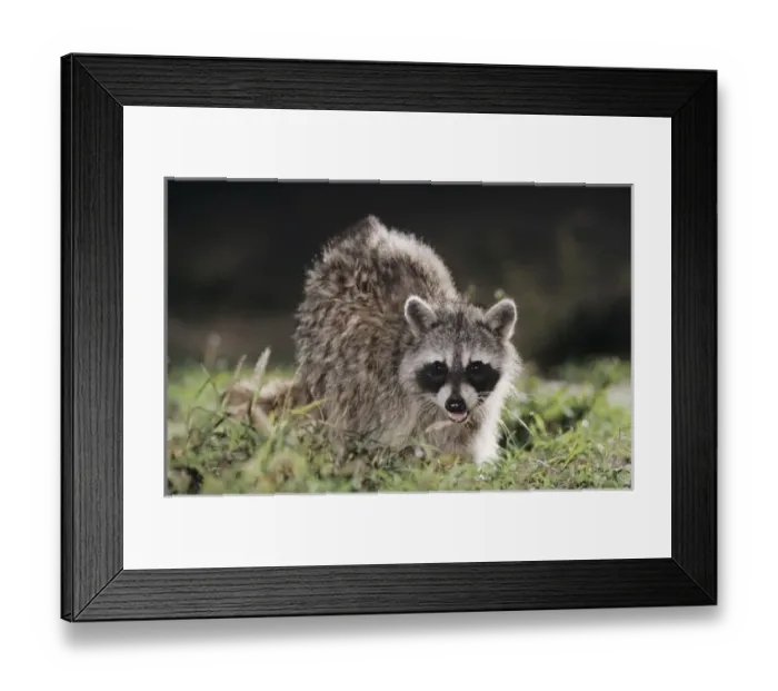 Framed Print : Nature, Fauna Framed Print : Nature, Fauna