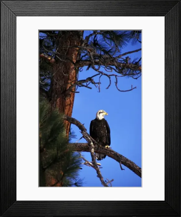 Framed Print : USA, Washington State, Methow Valley. Immature Bald Eagle in Ponderosa Pine (Haliaeetus Framed Print : USA, Washington State, Methow Valley. Immature Bald Eagle in Ponderosa Pine (Haliaeetus
