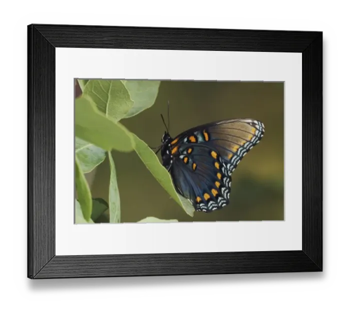 Framed Print : Nature, Fauna