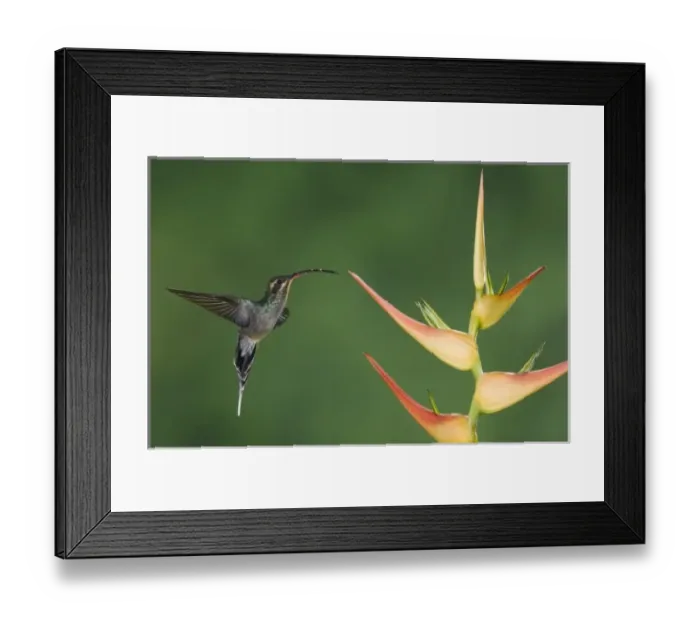 Framed Print : Nature, Fauna Framed Print : Nature, Fauna