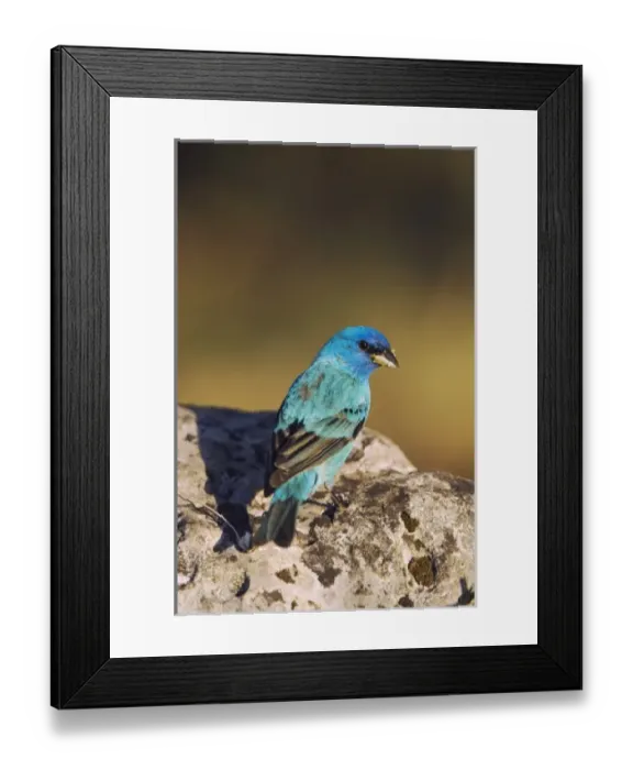 Framed Print : Nature, Fauna Framed Print : Nature, Fauna