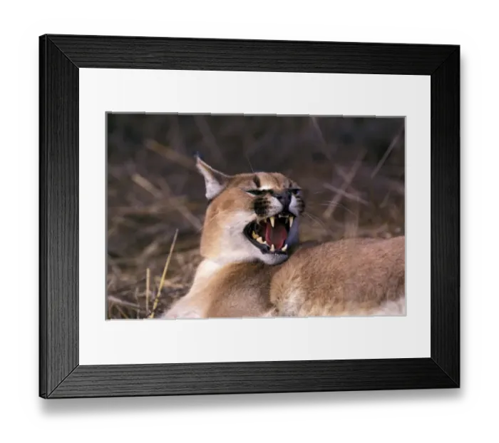 Framed Print : Africa. Snarling Caracal (Felis caracal) Framed Print : Africa. Snarling Caracal (Felis caracal)