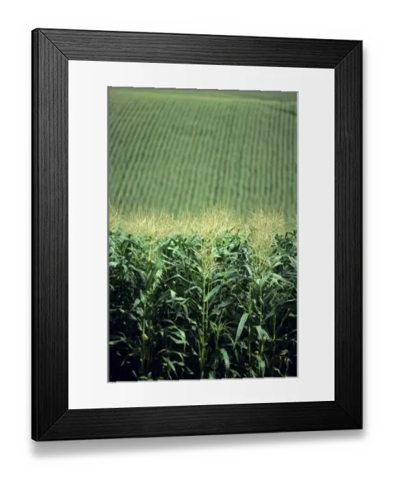 Framed Print : Field of corn