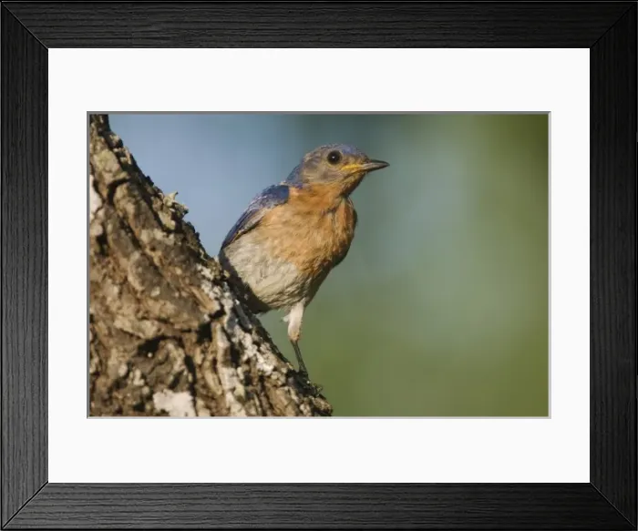 Framed Print : Eastern Bluebird, Sialia sialis, male, Willacy County, Rio Grande Valley, Texas, USA