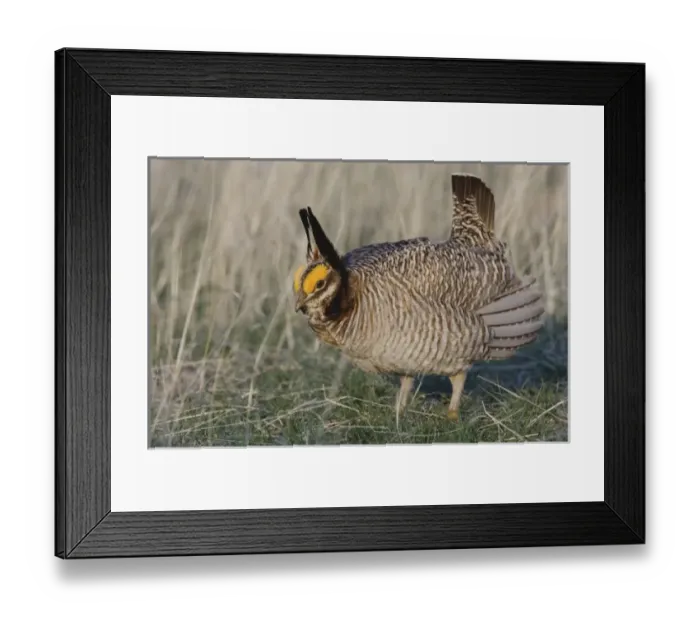 Framed Print : Nature, Fauna Framed Print : Nature, Fauna