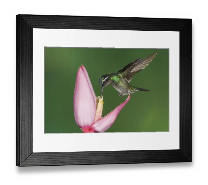 Framed Print : Purple-throated Mountain-gem, Lampornis calolaema, male perched, Central Valley