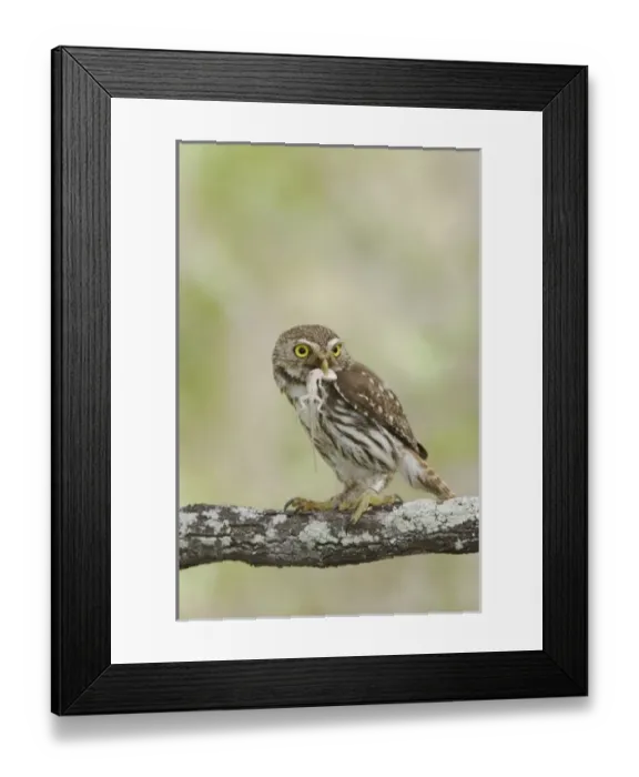 Framed Print : Nature, Fauna Framed Print : Nature, Fauna