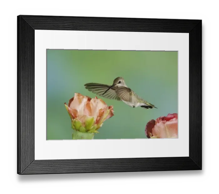 Framed Print : Nature, Fauna