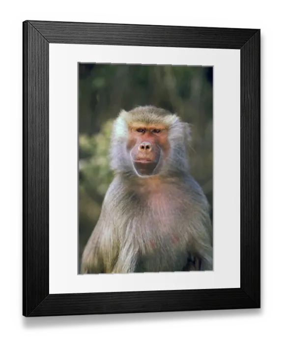 Framed Print : West Africa. Hamadryas baboon, or papio hamadryas Framed Print : West Africa. Hamadryas baboon, or papio hamadryas