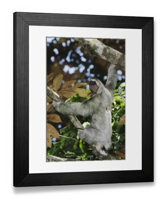 Framed Print : Nature, Fauna Framed Print : Nature, Fauna