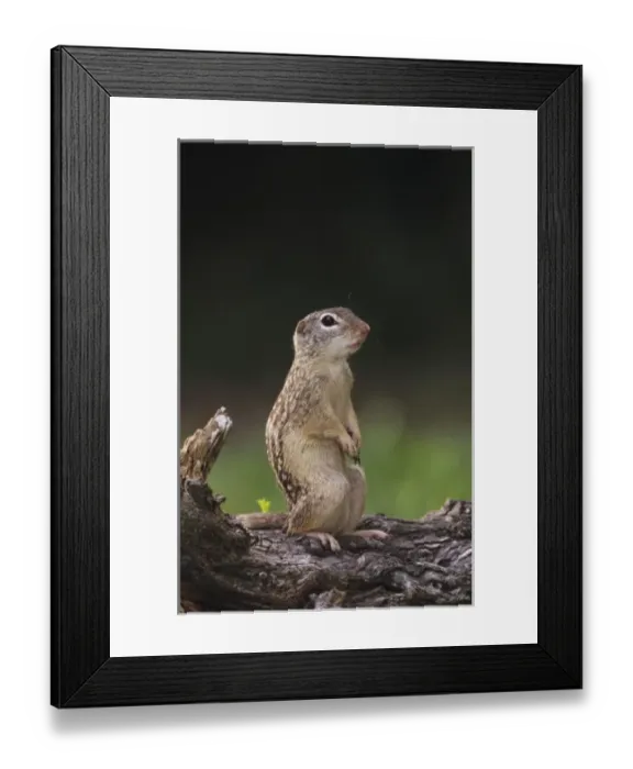 Framed Print : Mexican Ground Squirrel, Spermophilus mexicanus, adult, The Inn at Chachalaca Bend