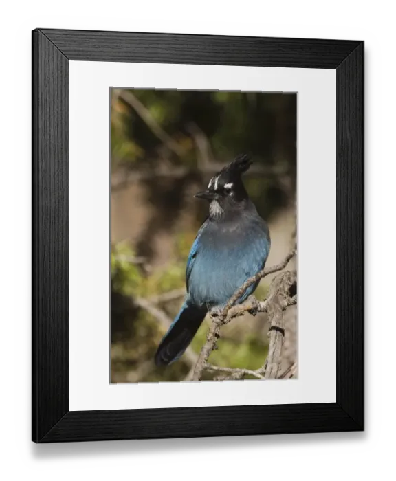 Framed Print : Nature, Fauna Framed Print : Nature, Fauna