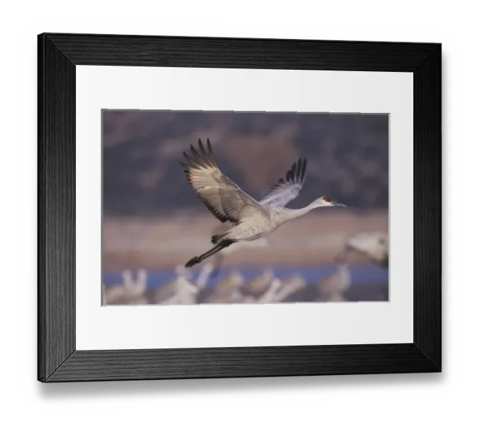Framed Print : Sandhill Crane, Grus canadensis, adult in flight, Bosque del Apache National Wildlife Refuge
