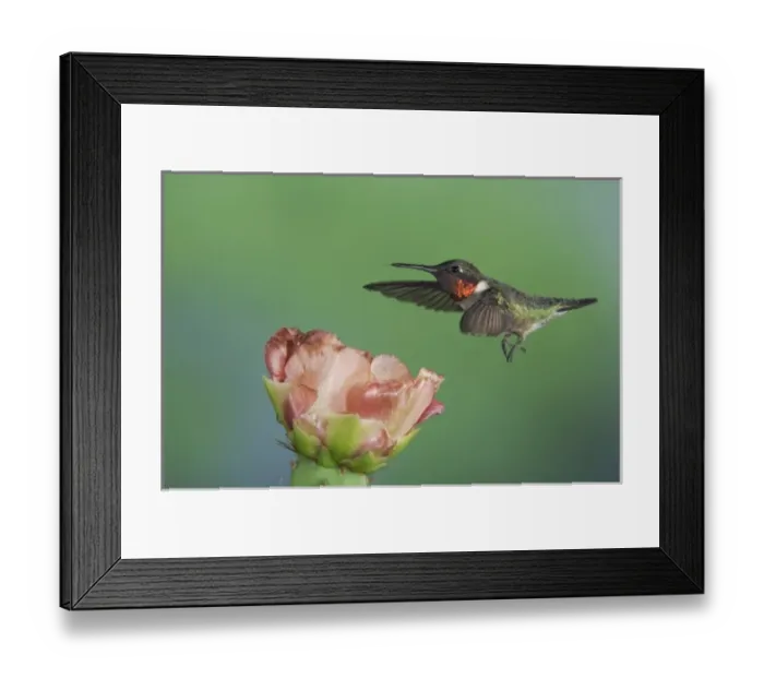 Framed Print : Ruby-throated Hummingbird, Archilochus colubris, male in flight feeding on Texas