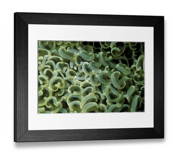 Framed Print : Indo-Pacific. Bubblecoral polyps Framed Print : Indo-Pacific. Bubblecoral polyps