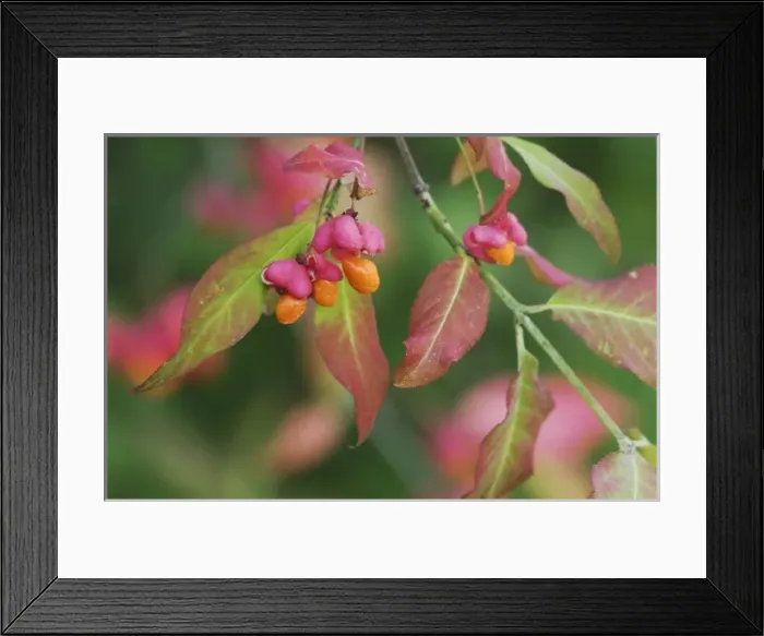 Framed Print : European Spindle-Tree, Euonymus europaea, fruit, fallcolors, Unterlunkhofen, Switzerland Framed Print : European Spindle-Tree, Euonymus europaea, fruit, fallcolors, Unterlunkhofen, Switzerland