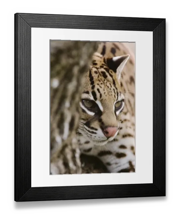 Framed Print : Nature, Fauna Framed Print : Nature, Fauna