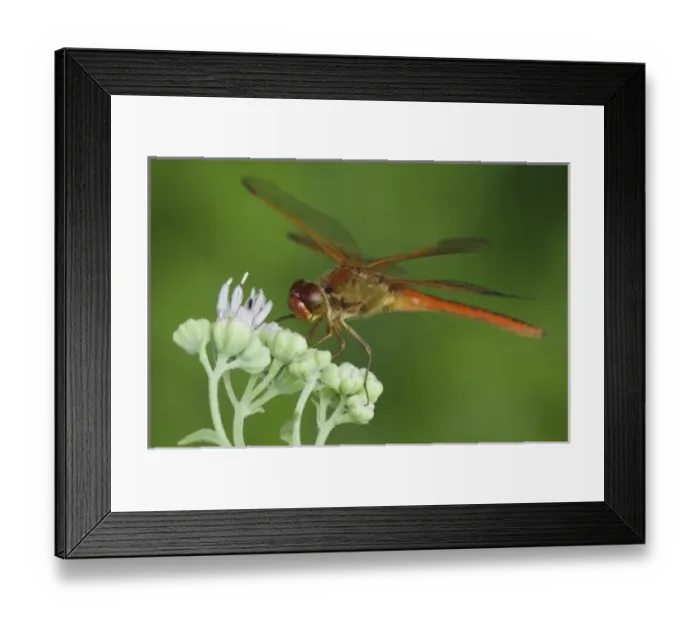 Framed Print : Needhams Skimmer, Libellula needhami, adult on Rose Palafoxia (Palafoxia rosea) Framed Print : Needhams Skimmer, Libellula needhami, adult on Rose Palafoxia (Palafoxia rosea)