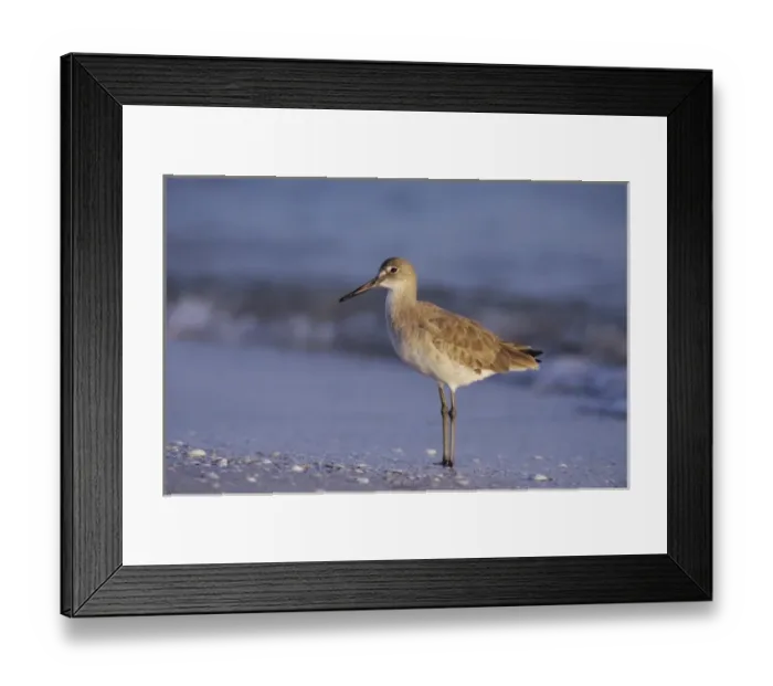Framed Print : Willet, Catoptrophorus semipalmatus, adult winter plumage, Sanibel Island, Florida