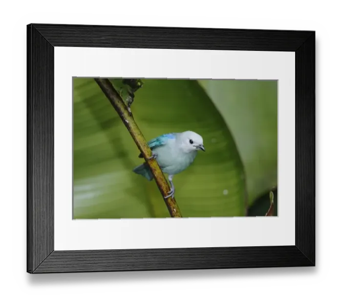 Framed Print : Blue-gray Tanager, Thraupis episcopus, adult perched on banana plant, Central Valley Framed Print : Blue-gray Tanager, Thraupis episcopus, adult perched on banana plant, Central Valley