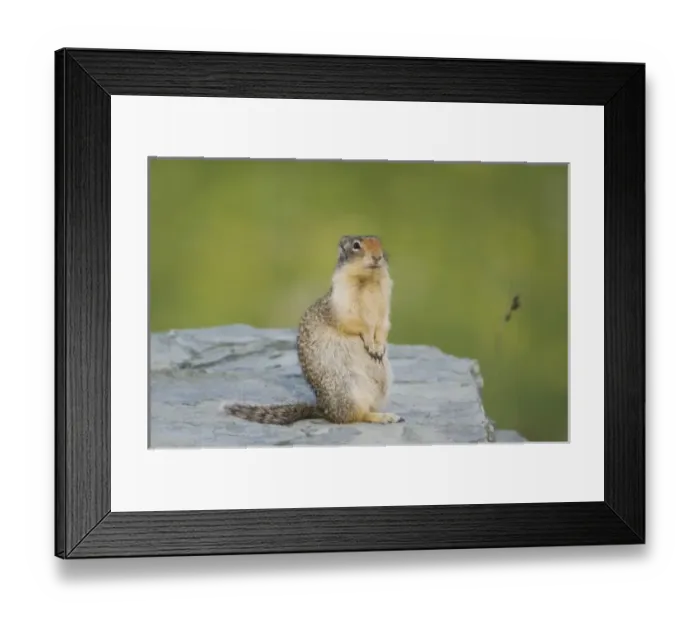 Framed Print : Nature, Fauna Framed Print : Nature, Fauna