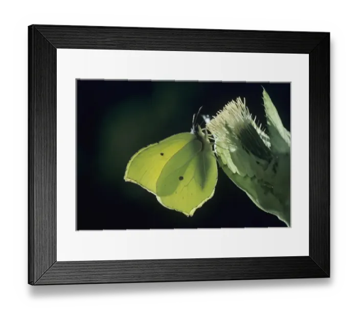 Framed Print : Nature, Fauna