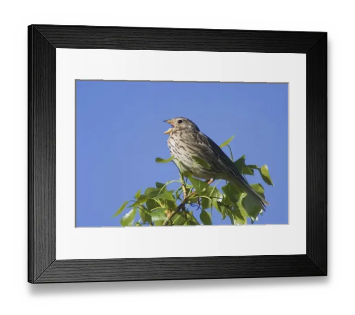 Framed Print : Corn Bunting, Miliaria calandra, adult singing, National Park Lake Neusiedl, Burgenland