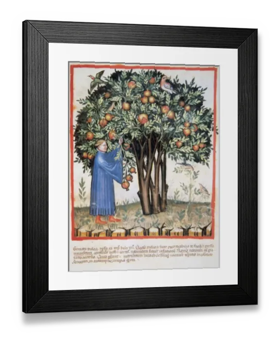 Framed Print : Historic. Tacuinum Sanitatis, Medieval Health Handbook