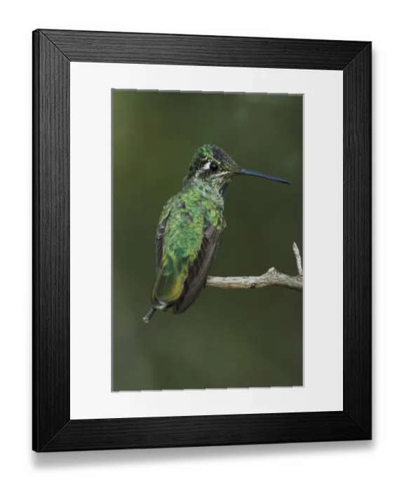 Framed Print : Magnificent Hummingbird, Eugenes fulgens, young male perched, Paradise, Chiricahua Mountains Framed Print : Magnificent Hummingbird, Eugenes fulgens, young male perched, Paradise, Chiricahua Mountains