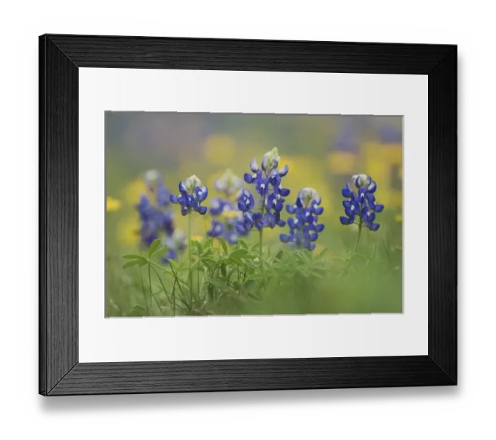 Framed Print : Nature, Fauna