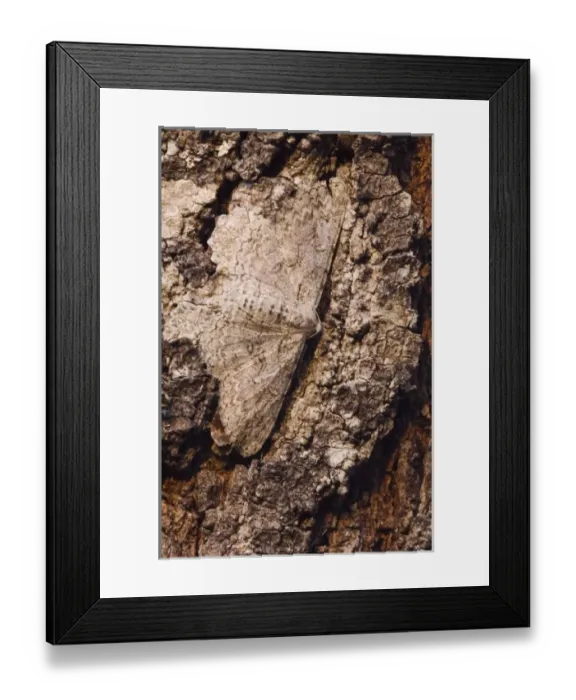 Framed Print : Geometer Moth, Geometridae, adult on mesquite tree bark camouflaged, Willacy County Framed Print : Geometer Moth, Geometridae, adult on mesquite tree bark camouflaged, Willacy County