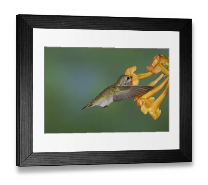 Framed Print : Nature, Fauna
