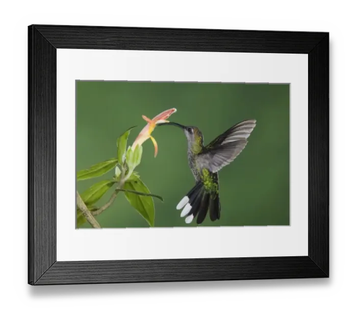 Framed Print : Nature, Fauna Framed Print : Nature, Fauna
