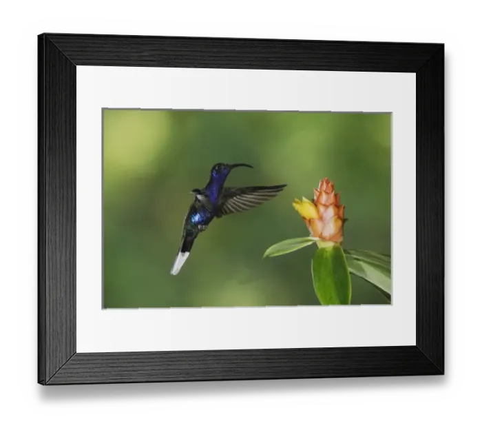Framed Print : Nature, Fauna Framed Print : Nature, Fauna