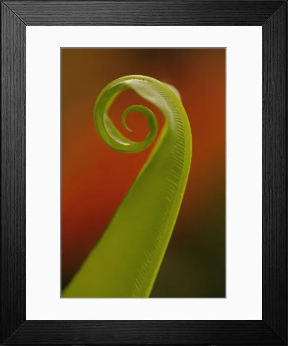Framed Print : Fern unfolding Framed Print : Fern unfolding