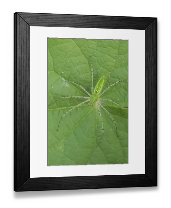 Framed Print : Green Lynx Spider, Peucetia viridans, adult, Willacy County, Rio Grande Valley, Texas Framed Print : Green Lynx Spider, Peucetia viridans, adult, Willacy County, Rio Grande Valley, Texas
