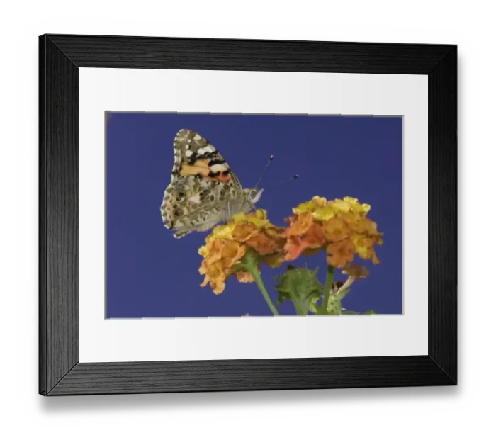 Framed Print : Nature, Fauna Framed Print : Nature, Fauna
