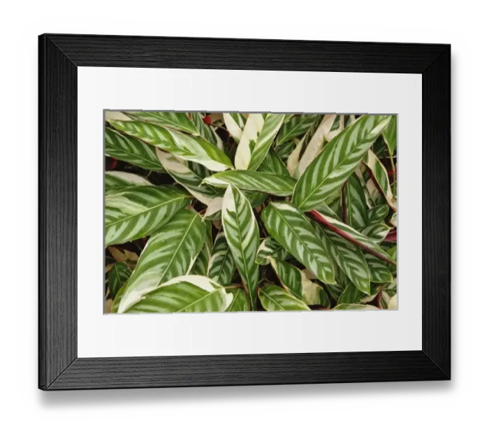 Framed Print : Nature, Flora Framed Print : Nature, Flora